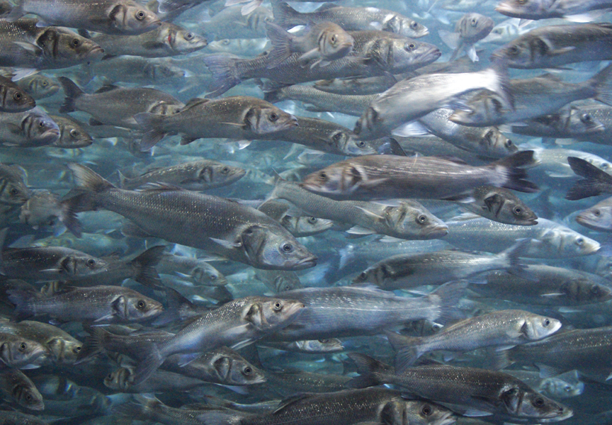 Deep-Sea Fishery Resources of the Indian Exclusive Economic Zone